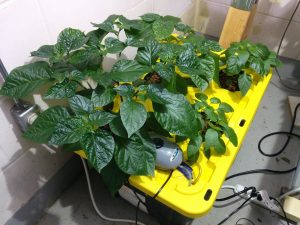 Deep Water Culture Hydroponic System